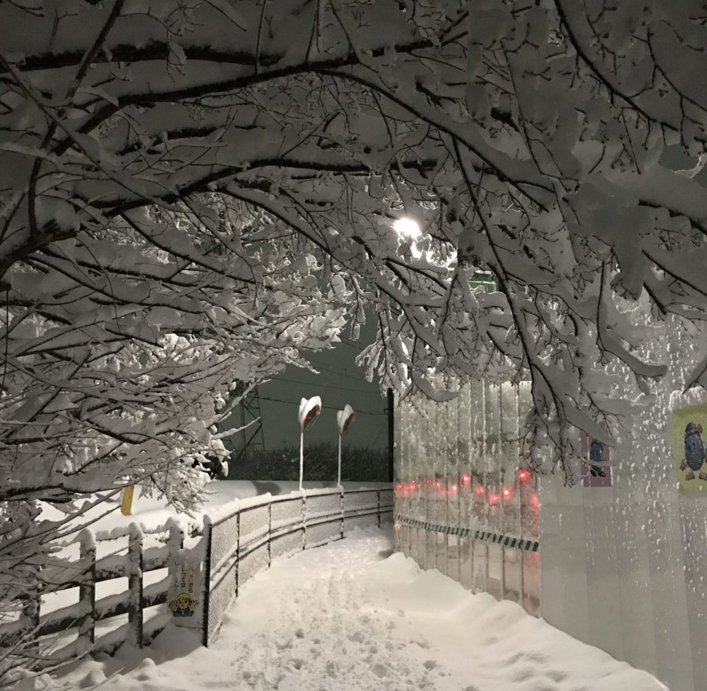 木々に積もった雪を眺めながらランニング