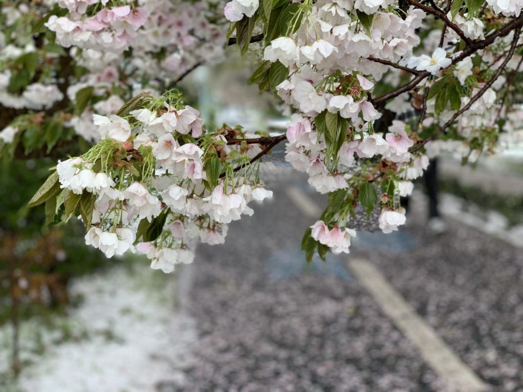 雪と桜の多摩湖自転車道をランニング