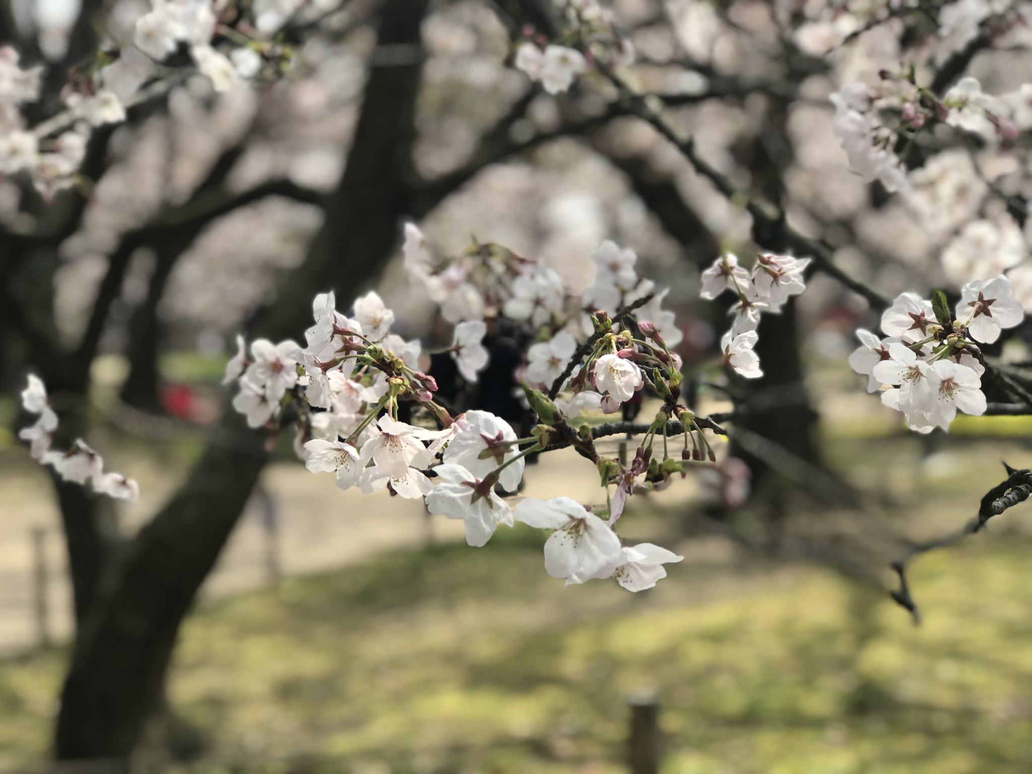 ランニングで見つけた大濠公園の桜
