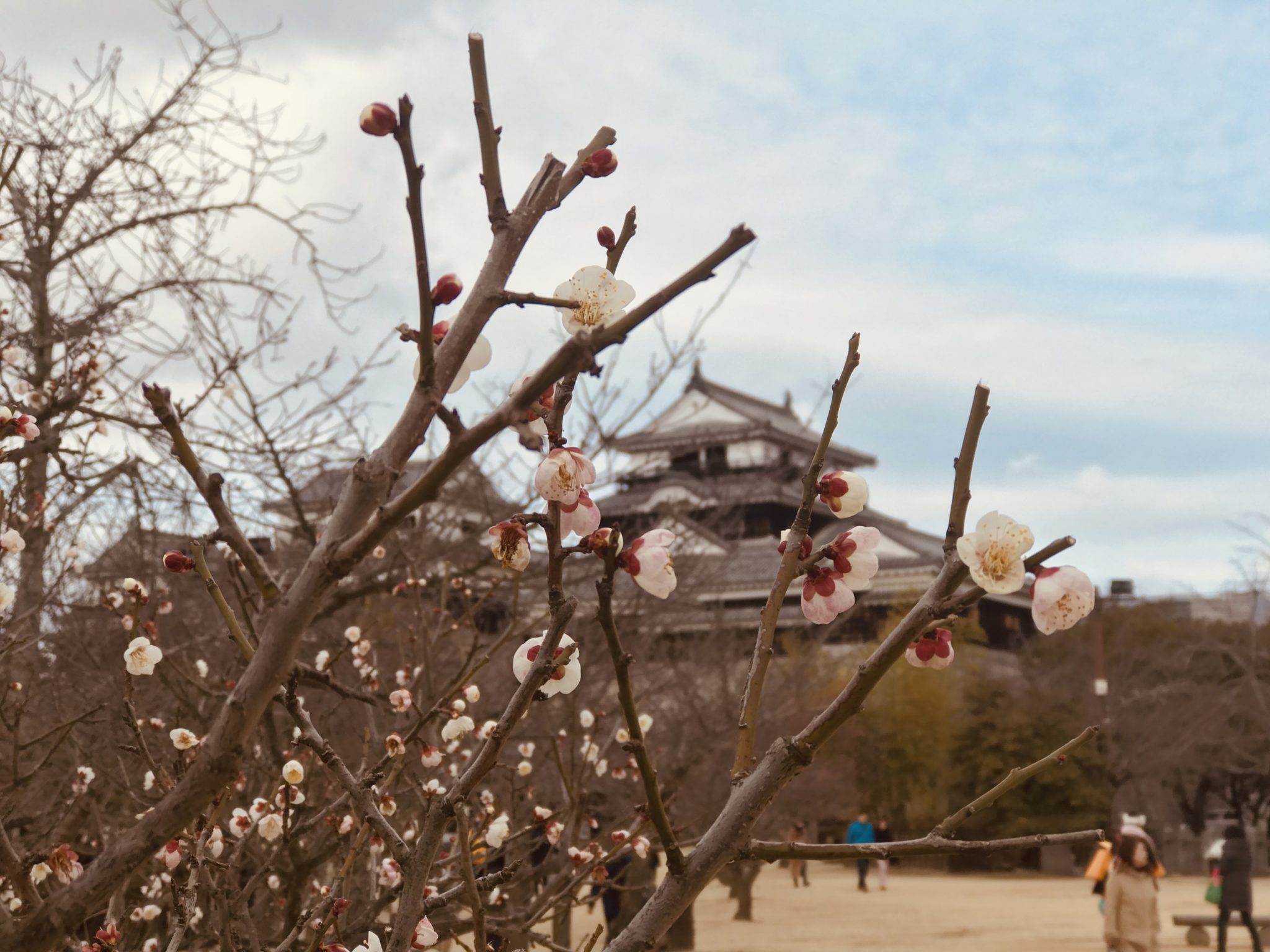 愛媛マラソン参加で松山城を観光