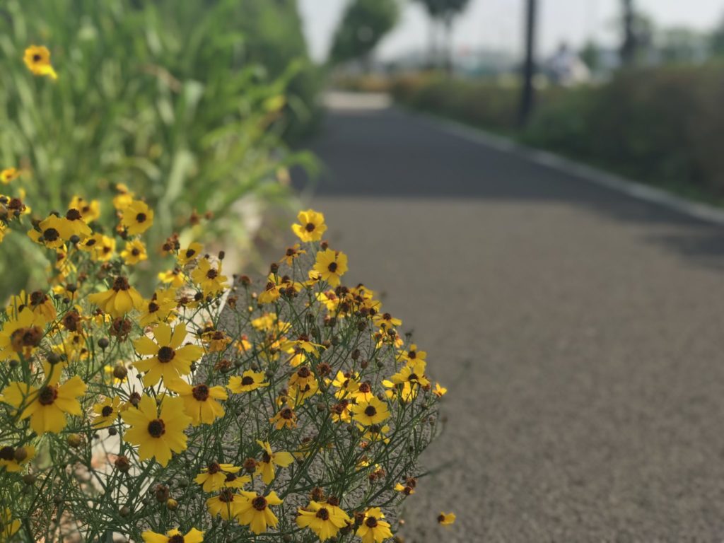 昭和記念公園外周コース脇の花々