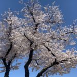 桜の季節に花見ランニング