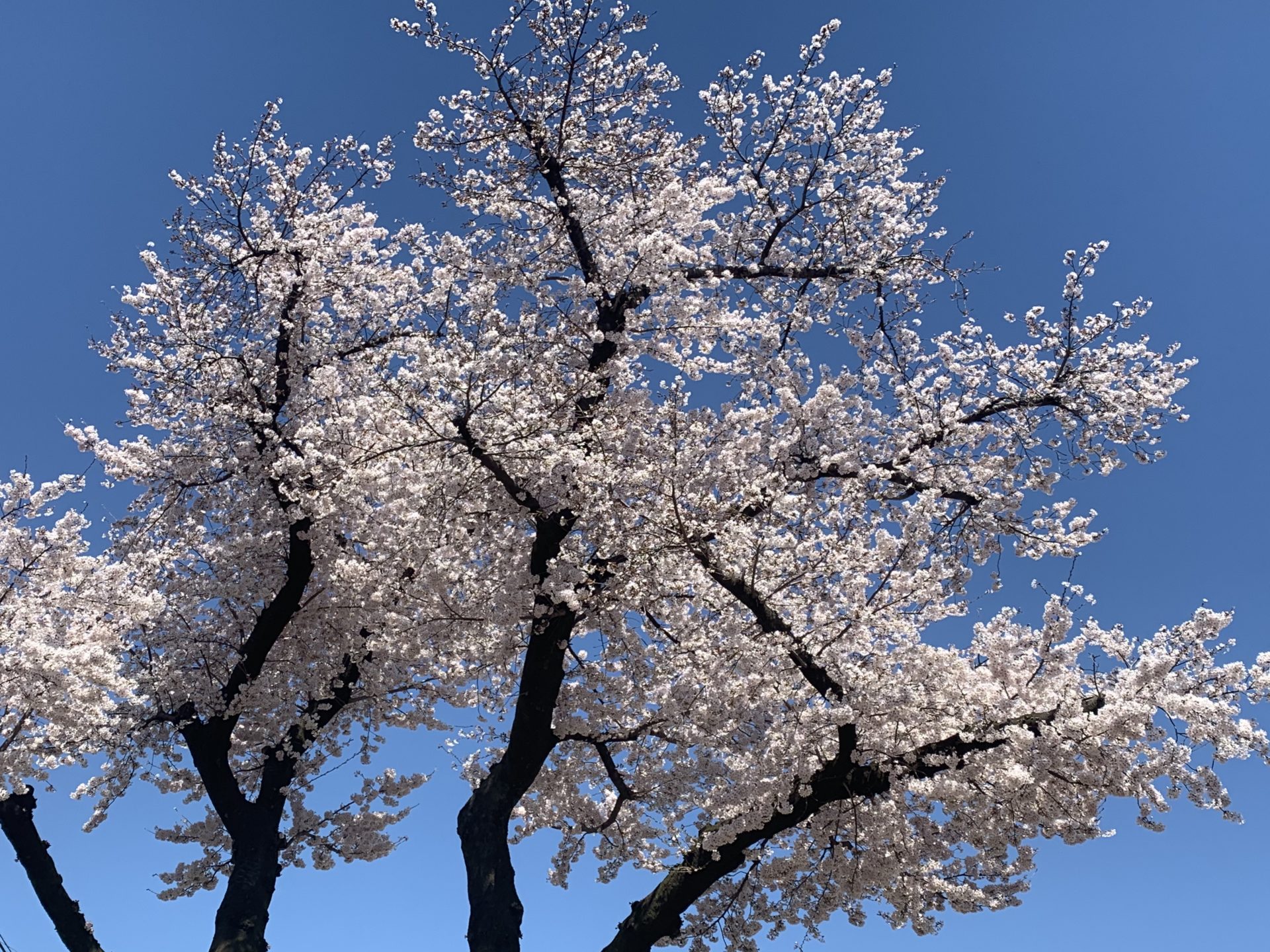 桜の季節に花見ランニング