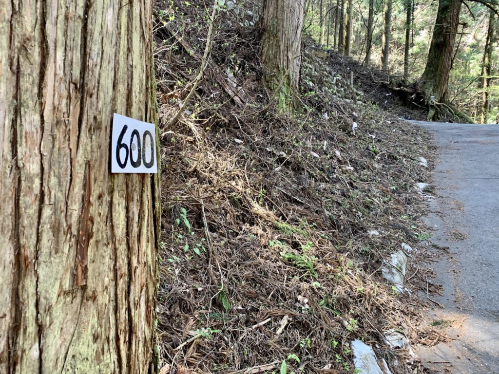 御岳ランニングの走路脇、杉の木に番号あり