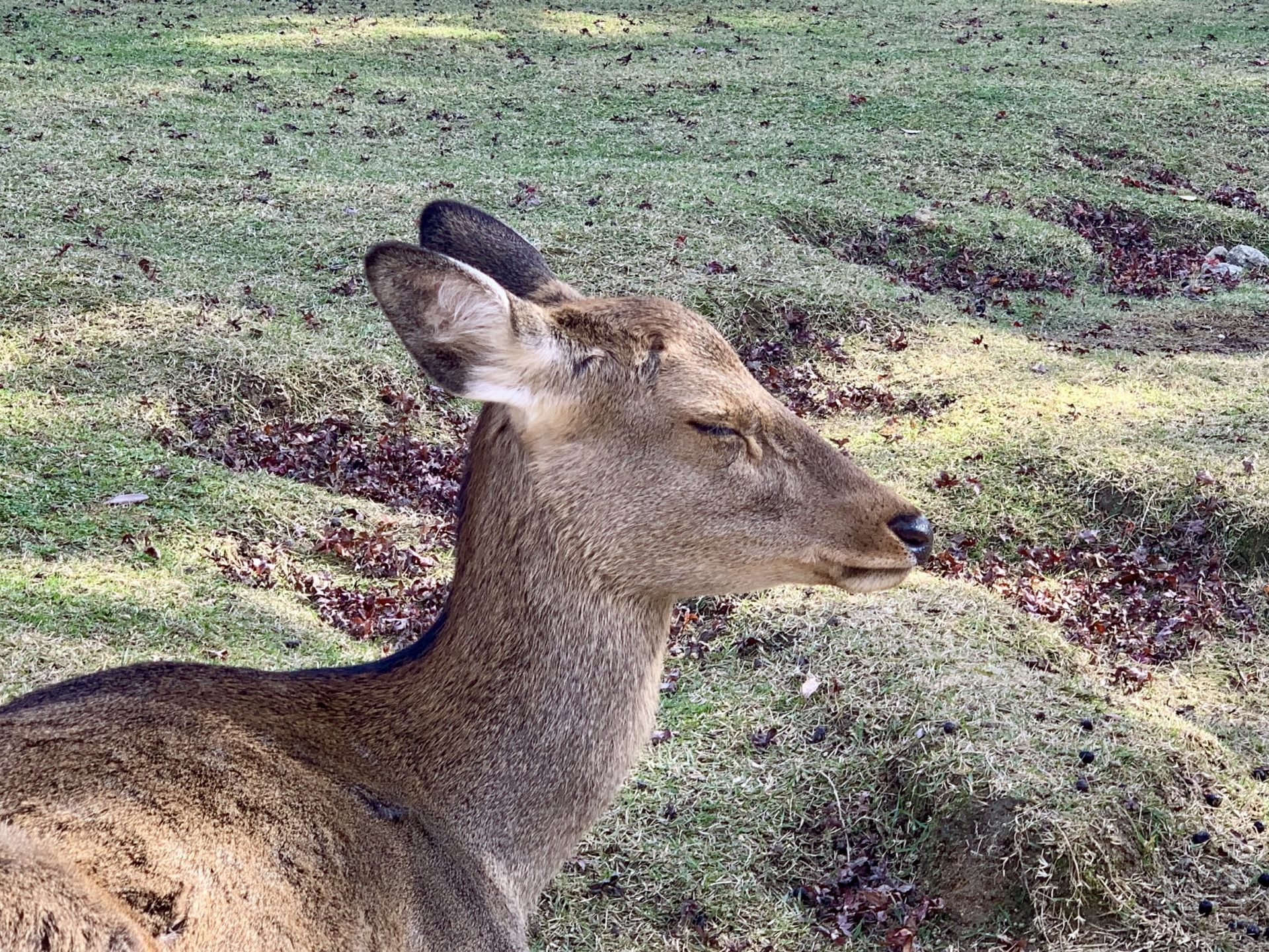 東大寺内で瞑想する鹿