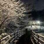 雪の多摩湖自転車道