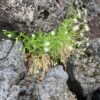 富士登山競走試走途中で安らぐ高山植物