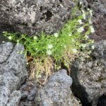 富士登山競走試走途中で安らぐ高山植物
