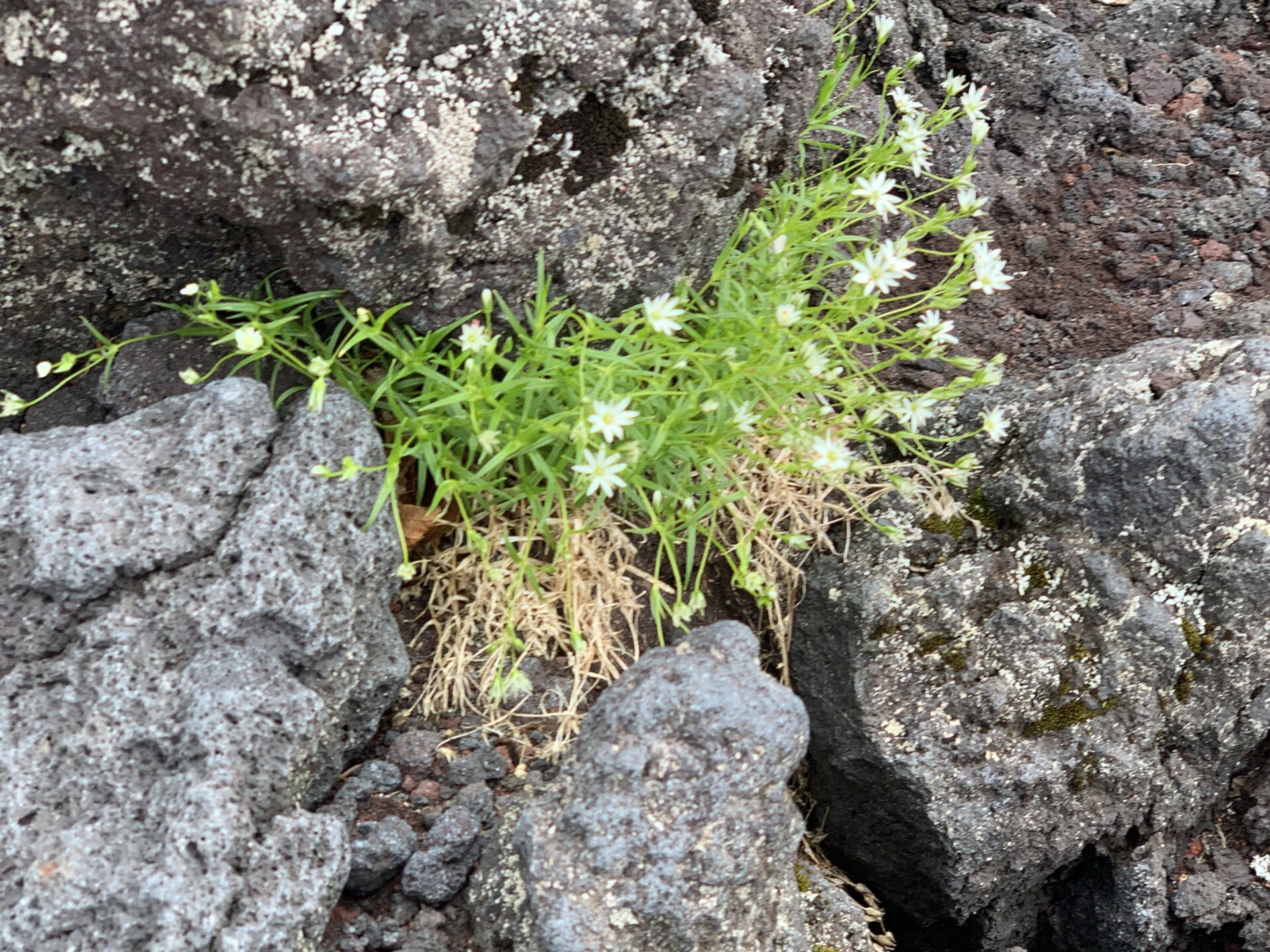 富士登山競走試走途中で安らぐ高山植物