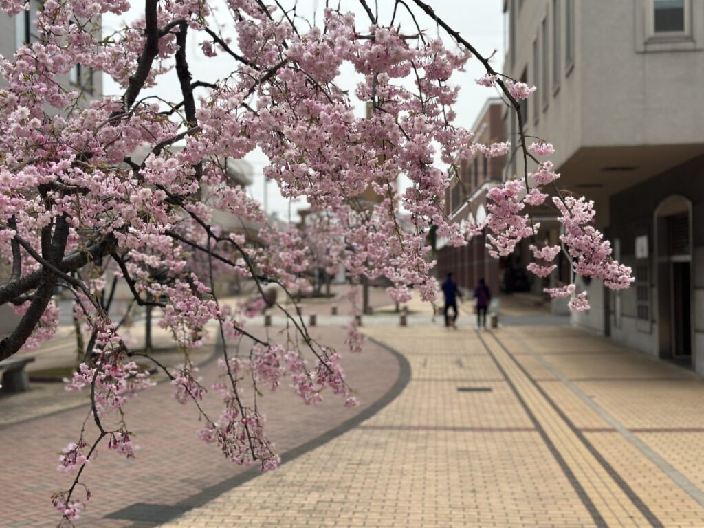 あおもり桜マラソンの観光で弘前を訪れる