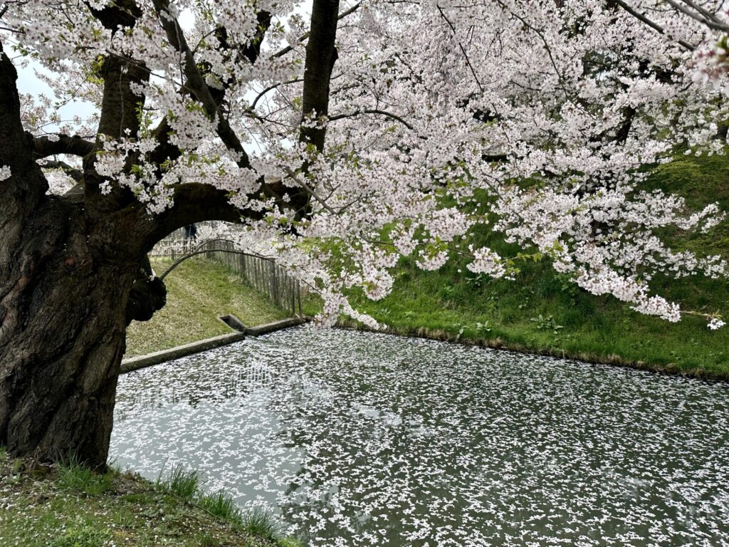 あおもり桜マラソンと弘前城をセットで観光