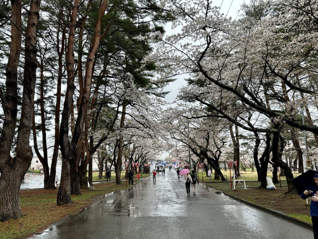 あおもり桜マラソンのスタート整列場所は桜満開