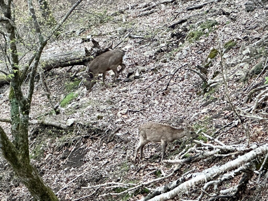 雲取山へ日帰りトレイルで鹿に出会う