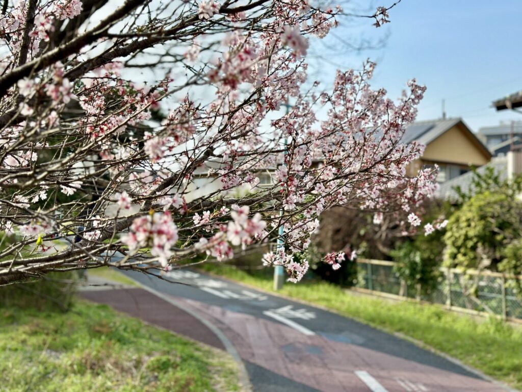 多摩湖自転車道の桜で春到来
