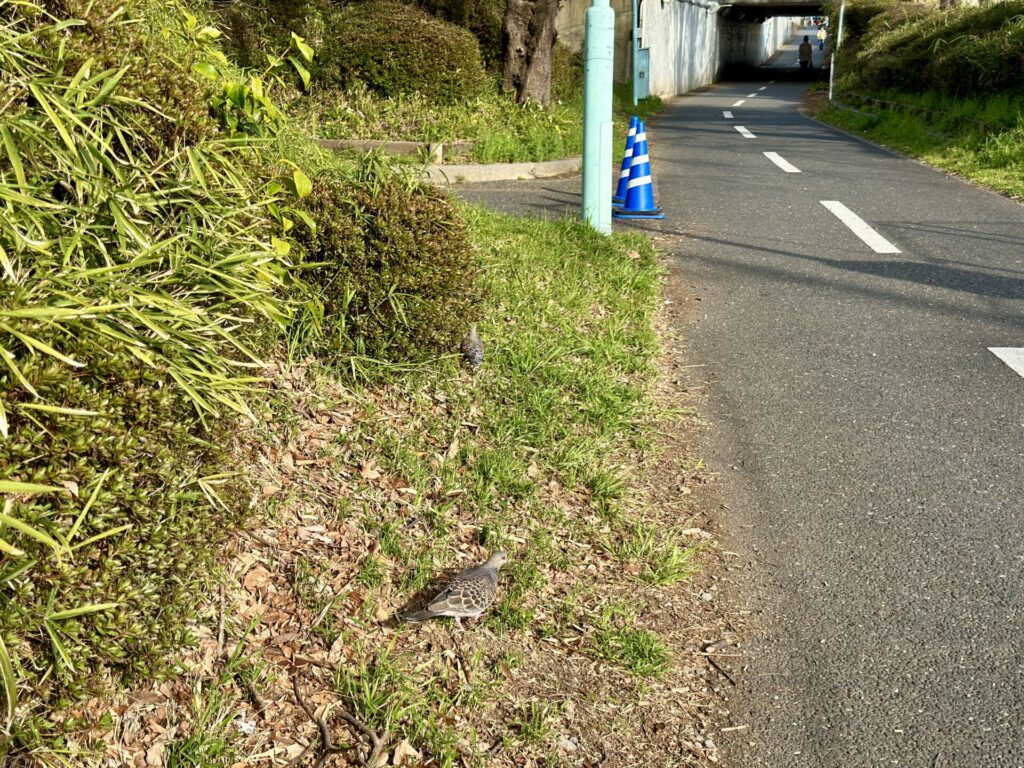 多摩湖自転車道をランニング