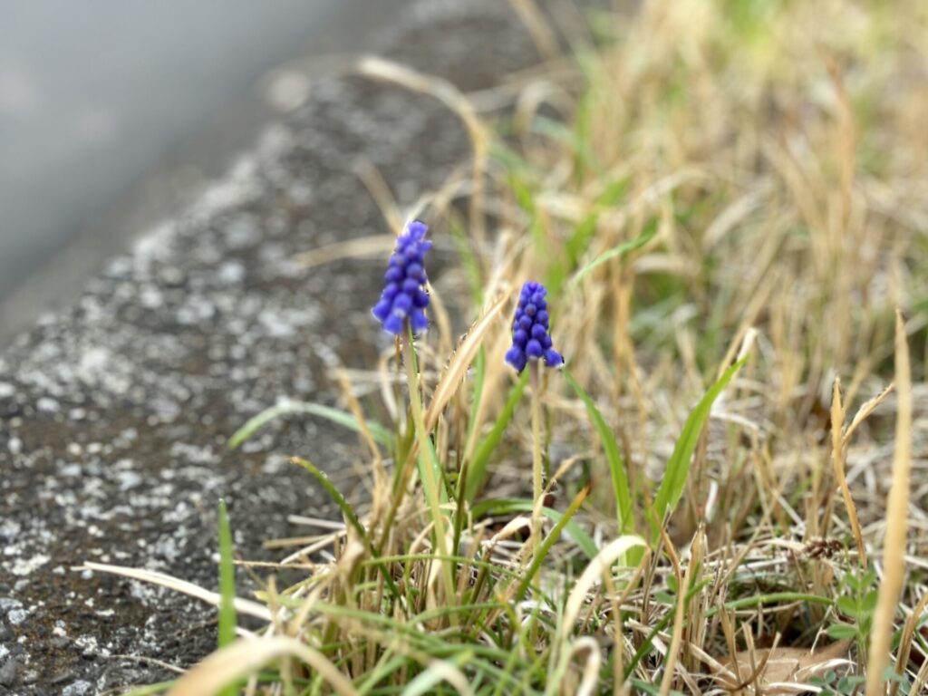 多摩湖自転車道のランニング中に見つけた花