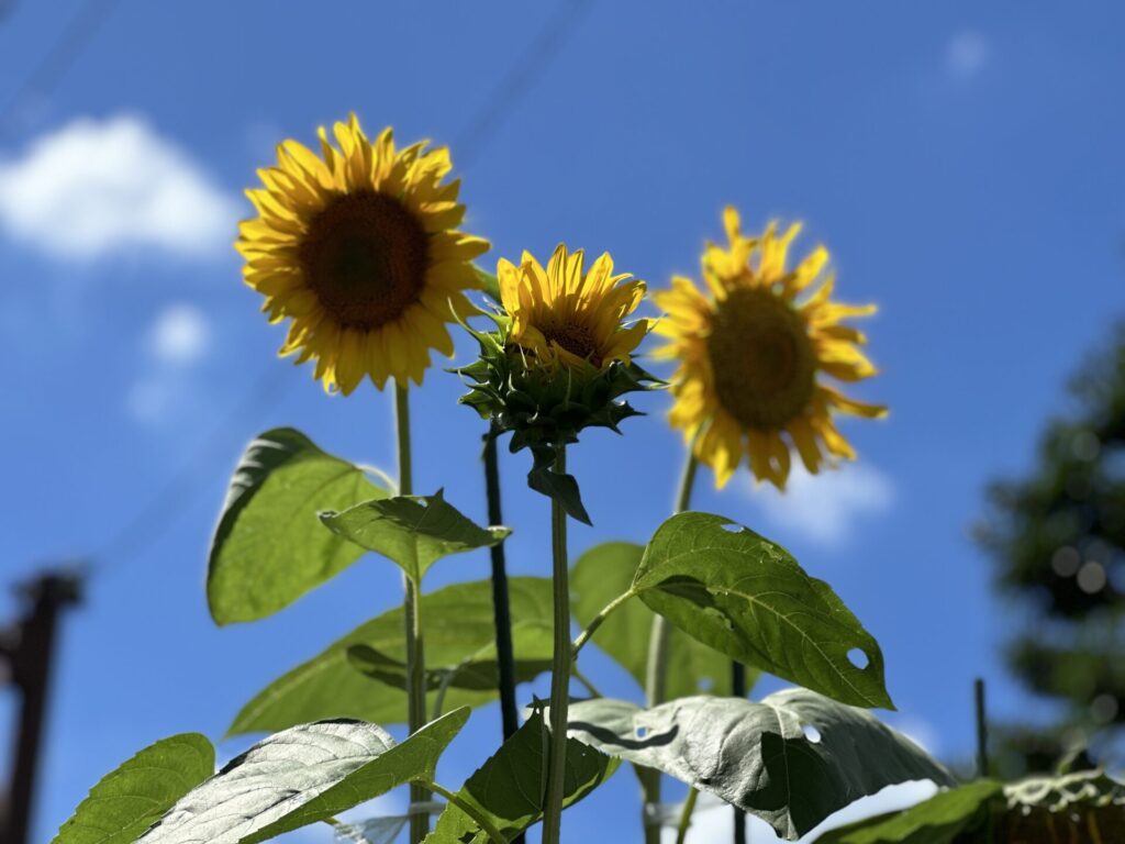 真夏ランニングに見たヒマワリに夏を感じた