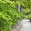 毛越寺を散歩