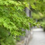 毛越寺を散歩