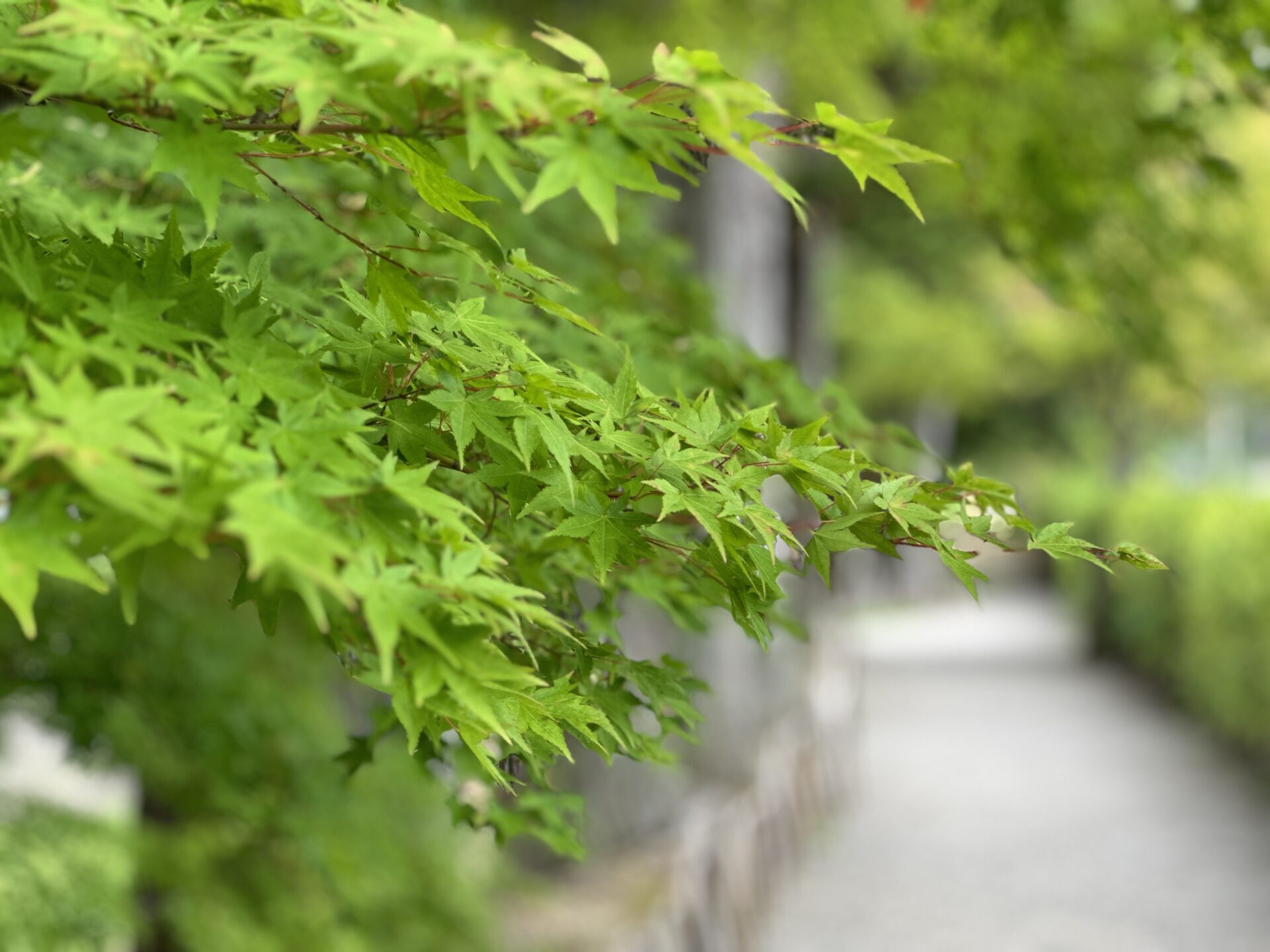 毛越寺を散歩