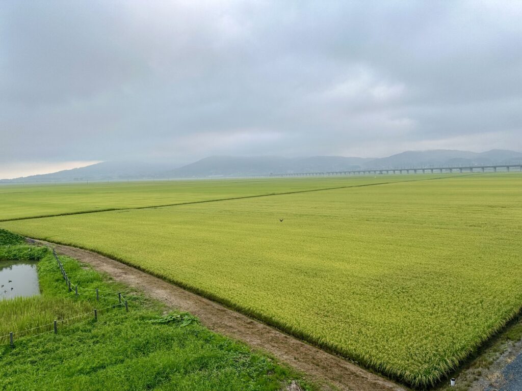 一関国際ハーフマラソンの風景