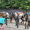 富士登山競走の関門、五合目の馬
