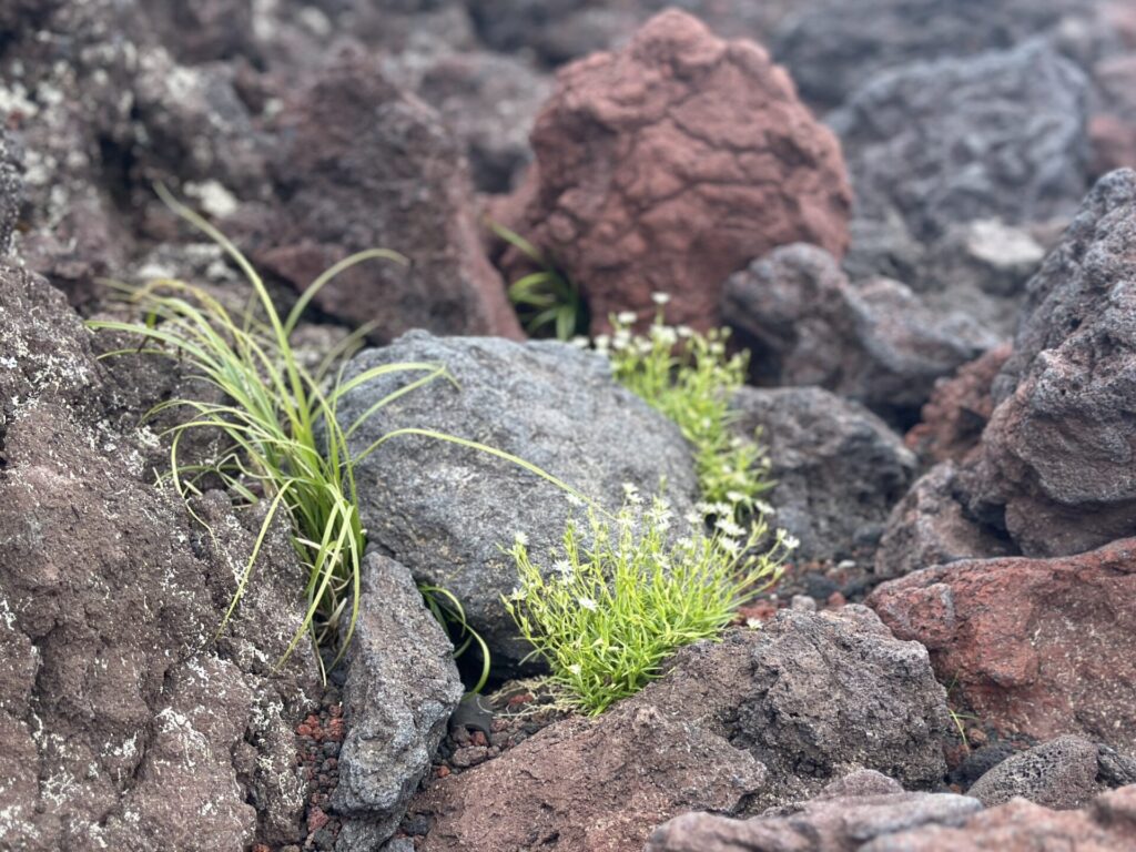 富士登山競走試走時、登山道の岩場に咲く花