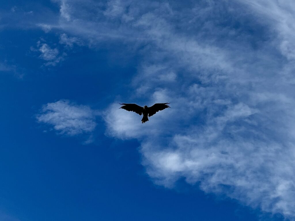 江ノ島ランニングでみた鳶