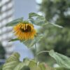 夏のランニング