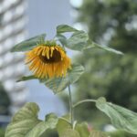 夏のランニング