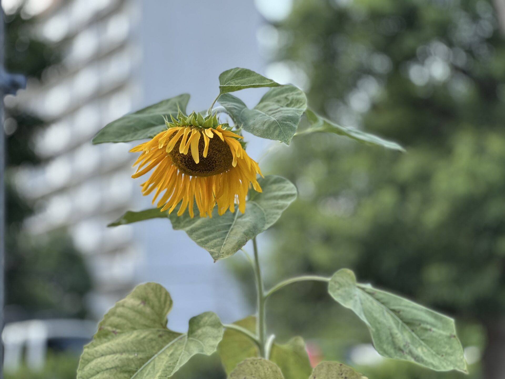夏のランニング