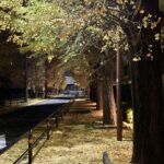 晩秋の銀杏並木をランニング