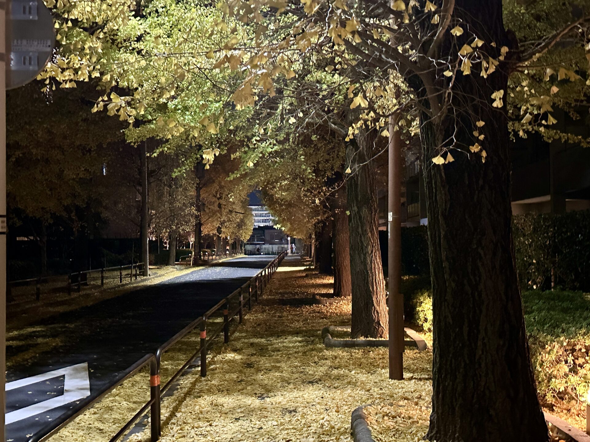 晩秋の銀杏並木をランニング