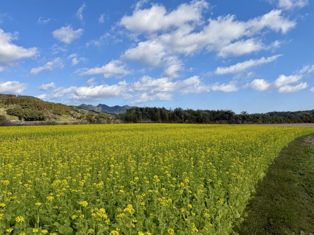 いぶすき菜の花マラソンの菜の花が一面に咲き誇る