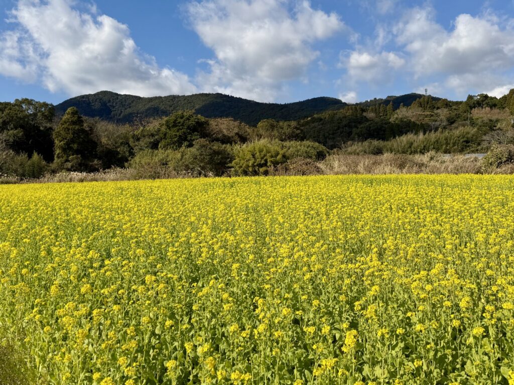 いぶすき菜の花マラソンの菜の花が一面に咲き誇る