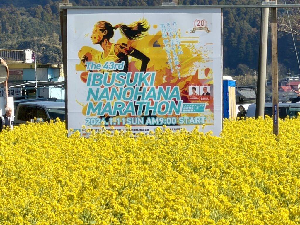 いぶすき菜の花マラソンに菜の花畑