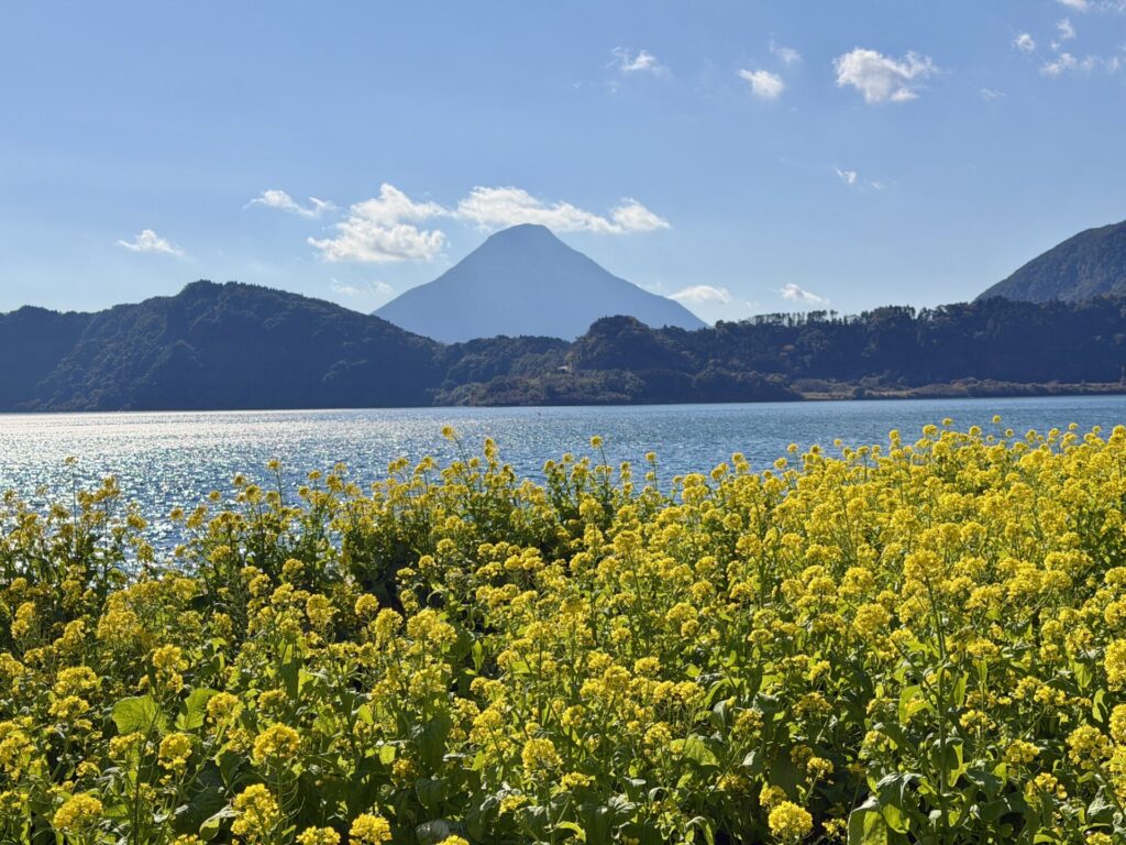 いぶすき菜の花マラソンに菜の花畑
