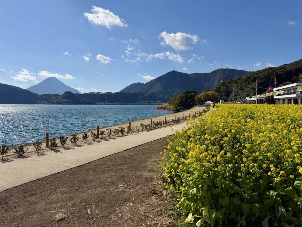 いぶすき菜の花マラソン、池田湖と開聞岳