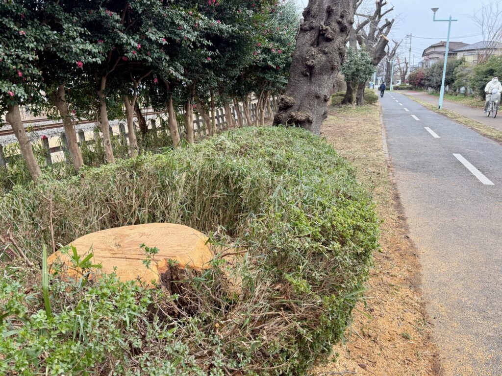 多摩湖自転車道をウォーキング、桜の切り株