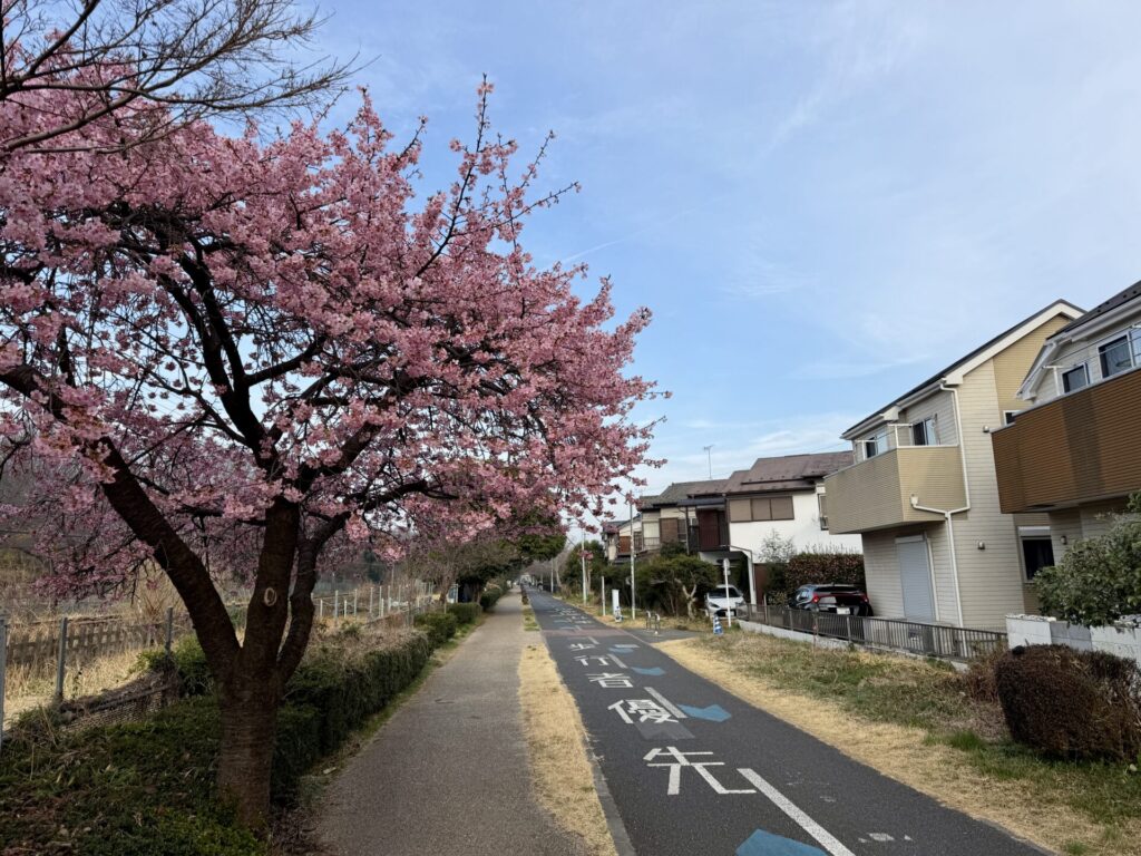 多摩湖自転車道に春の花
