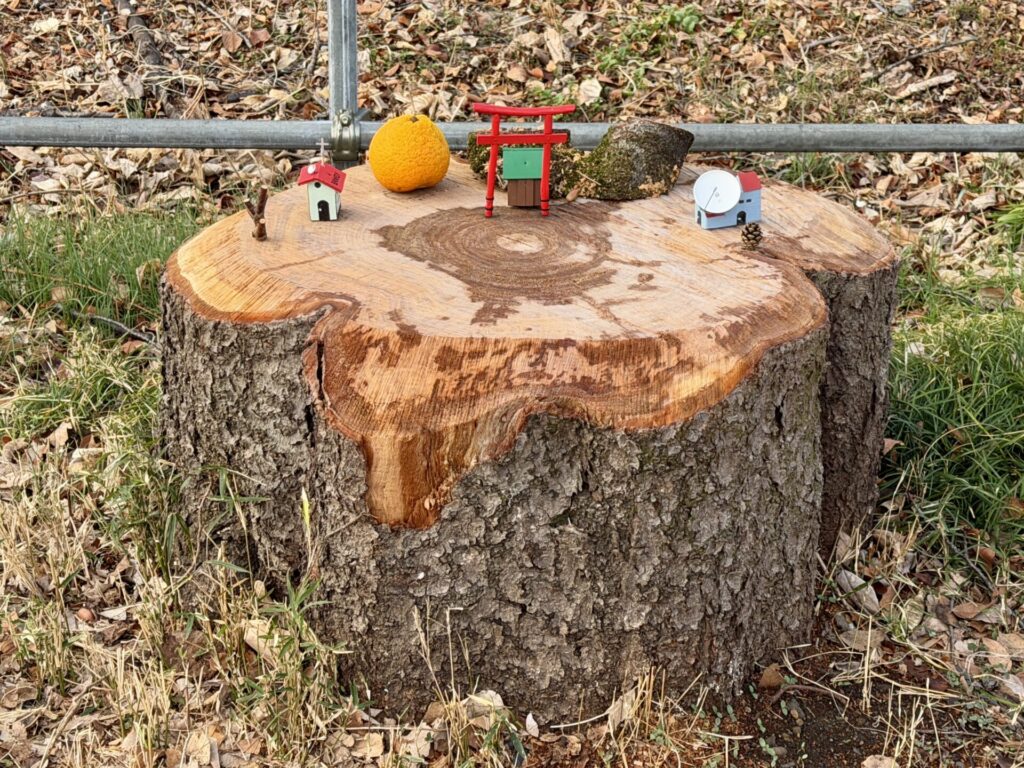 多摩湖自転車道の桜の切り株に神が舞い降りた