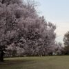 芝生ランの公園にも春に桜咲く