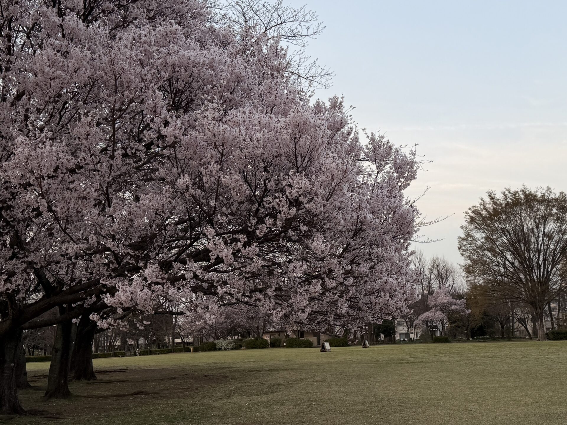 芝生ランの公園にも春に桜咲く