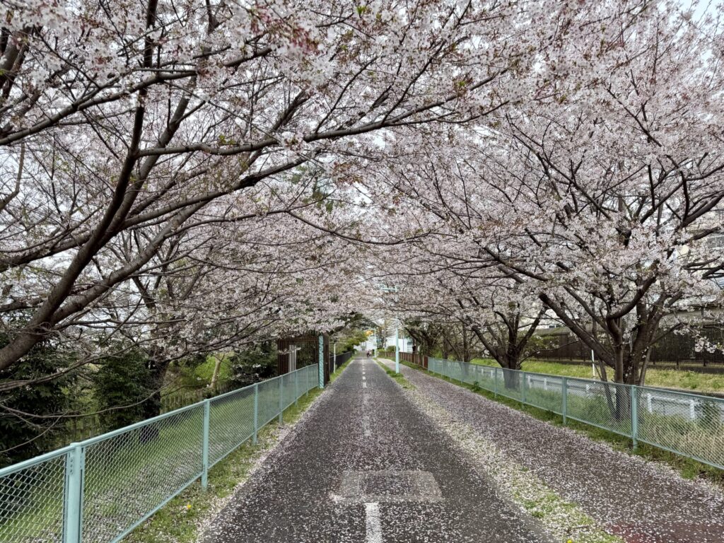 多摩湖自転車道のランニングコースも桜