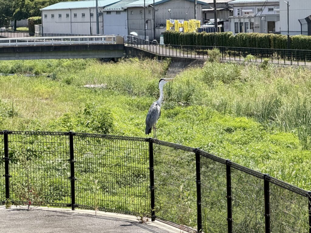 鷺がランニングコースで柵に仁王立ち