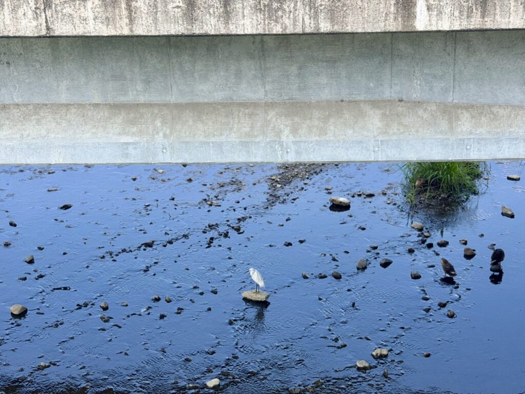 欄干の下で休むサギのように休む