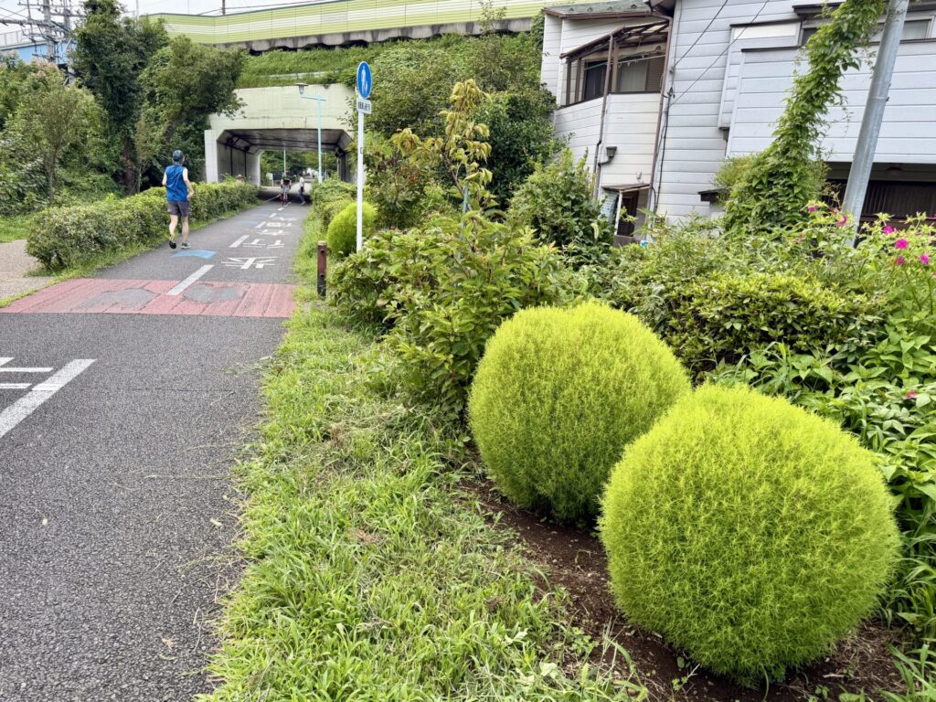 多摩湖自転車道のそばにコキア